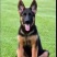 德牧幼犬纯种德牧犬警犬猎犬锤系黑背弓背牧羊犬