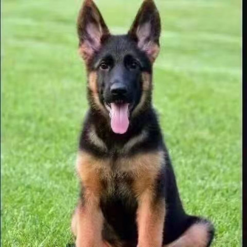 德牧幼犬纯种德牧犬警犬猎犬锤系黑背弓背牧羊犬
