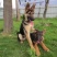德牧幼犬纯种德牧犬警犬猎犬锤系黑背弓背牧羊犬