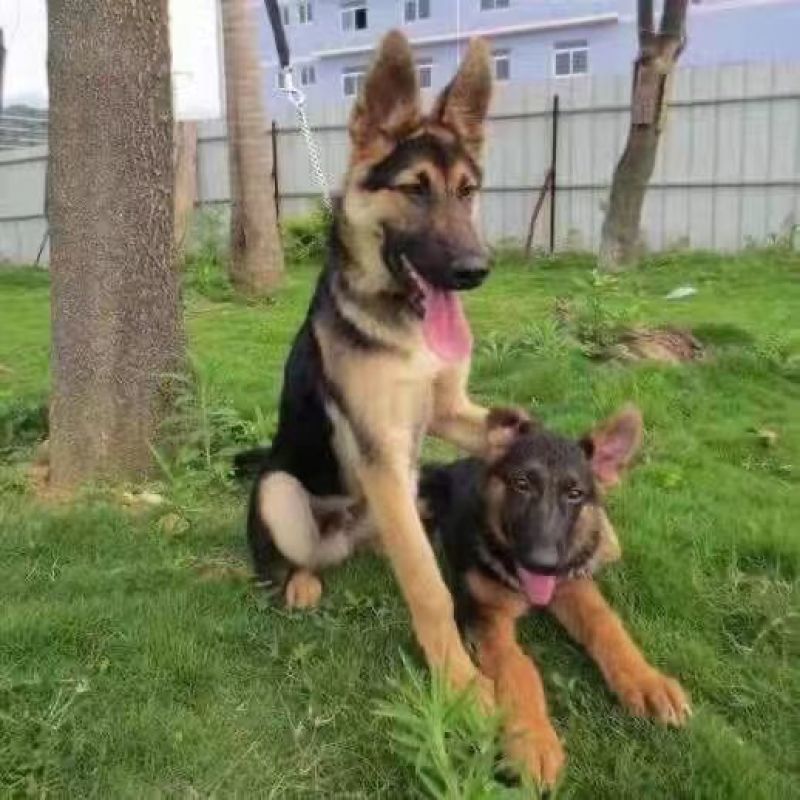 德牧幼犬纯种德牧犬警犬猎犬锤系黑背弓背牧羊犬