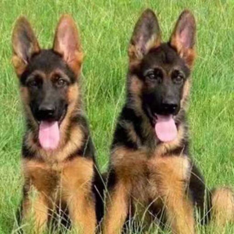 德牧幼犬纯种德牧犬警犬猎犬锤系黑背弓背牧羊犬