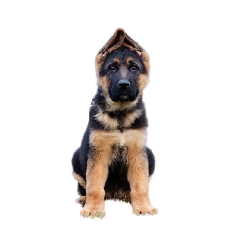 德牧幼犬纯种德牧犬警犬猎犬锤系黑背弓背牧羊犬