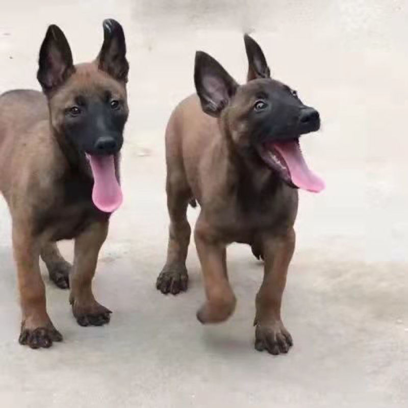马犬精品爆红马犬马犬幼犬疫苗齐全成年马犬黄马犬
