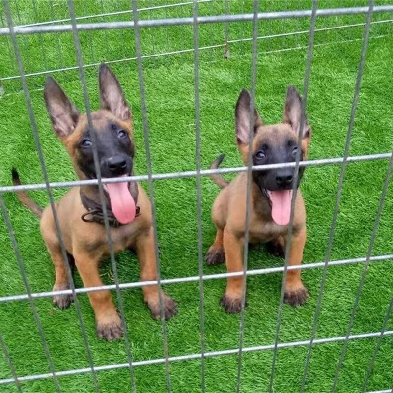 马犬精品爆红马犬马犬幼犬疫苗齐全成年马犬黄马犬