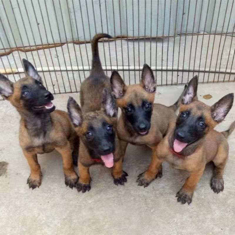马犬精品爆红马犬马犬幼犬疫苗齐全成年马犬黄马犬