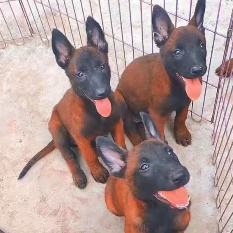 马犬精品爆红马犬马犬幼犬疫苗齐全成年马犬黄马犬