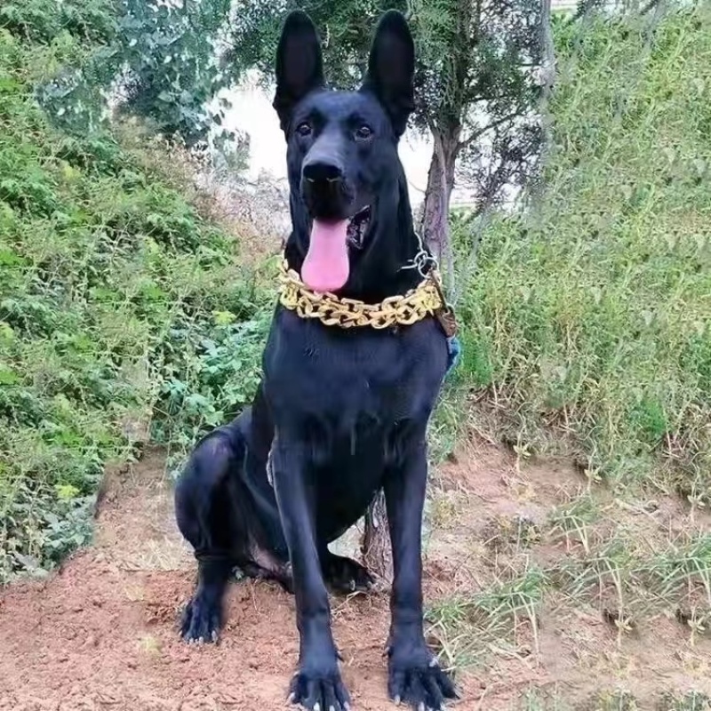 中华墨界黑狼犬活体幼犬纯种黑狼犬大型巨型狗看家护院大狼狗