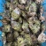 好品山东.礼飨中国.新春佳节送蚝礼乳山牡蛎更满意