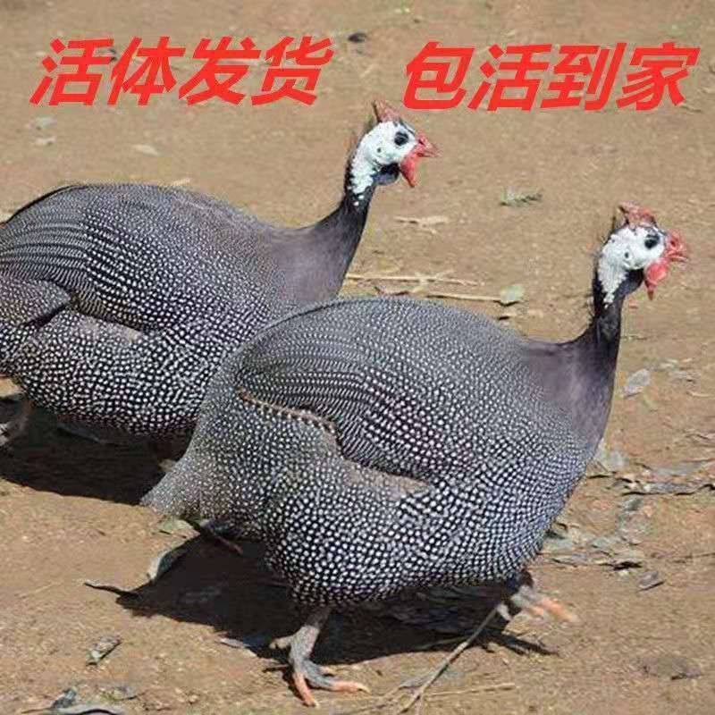 散养半大脱温珍珠鸡苗珍珠鸡成年产蛋珍珠鸡