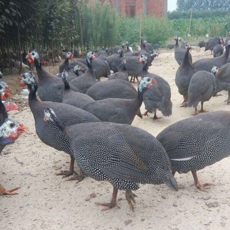 散养半大脱温珍珠鸡苗珍珠鸡成年产蛋珍珠鸡