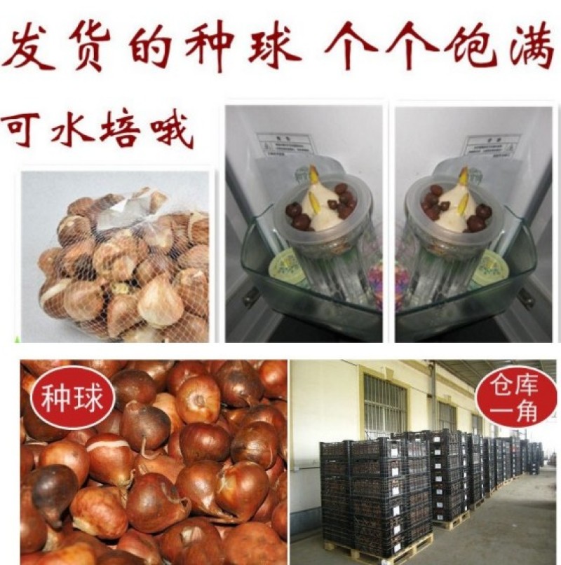 荷兰进口郁金香种球室外室内盆栽阳台庭院地栽耐寒多年生花卉