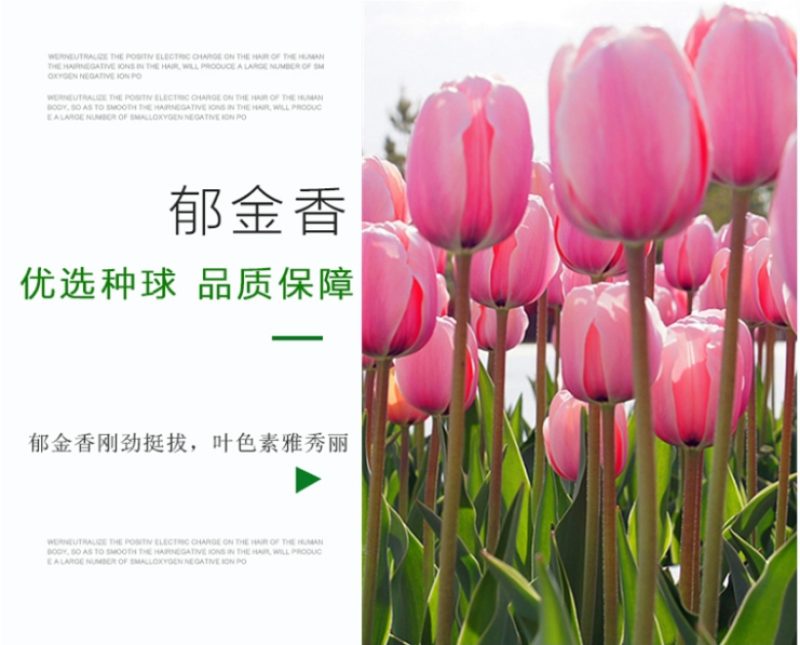 国产郁金香大种球水培植物盆栽花卉种籽子室内外四季