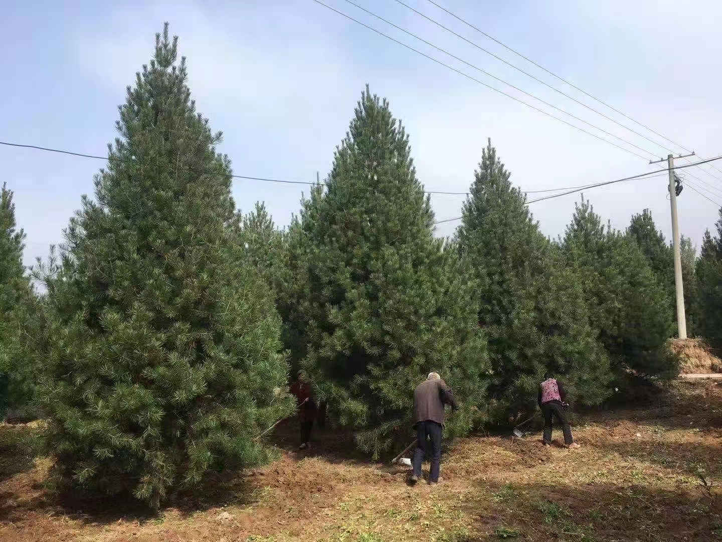 工人正在对白皮松进行修剪养护