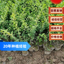 【诚信商家】大叶黄杨陕西苗圃直供规格齐全量大优惠