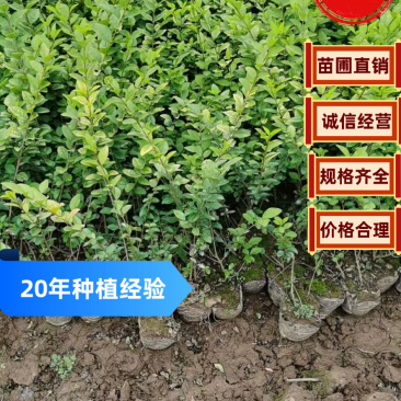 【诚信商家】大叶黄杨陕西苗圃直供规格齐全量大优惠