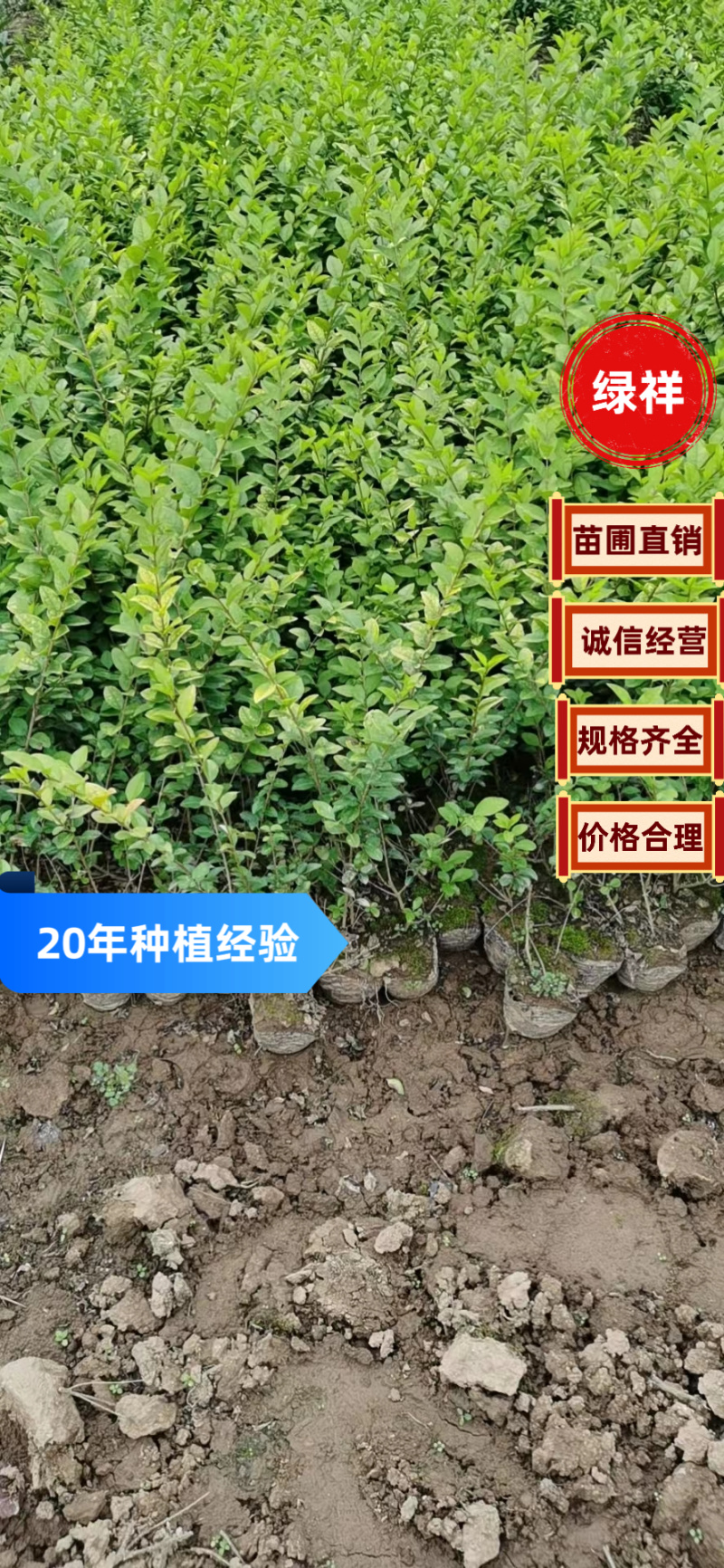 【诚信商家】大叶黄杨陕西苗圃直供规格齐全量大优惠