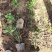 【诚信商家】大叶黄杨陕西苗圃直供规格齐全量大优惠