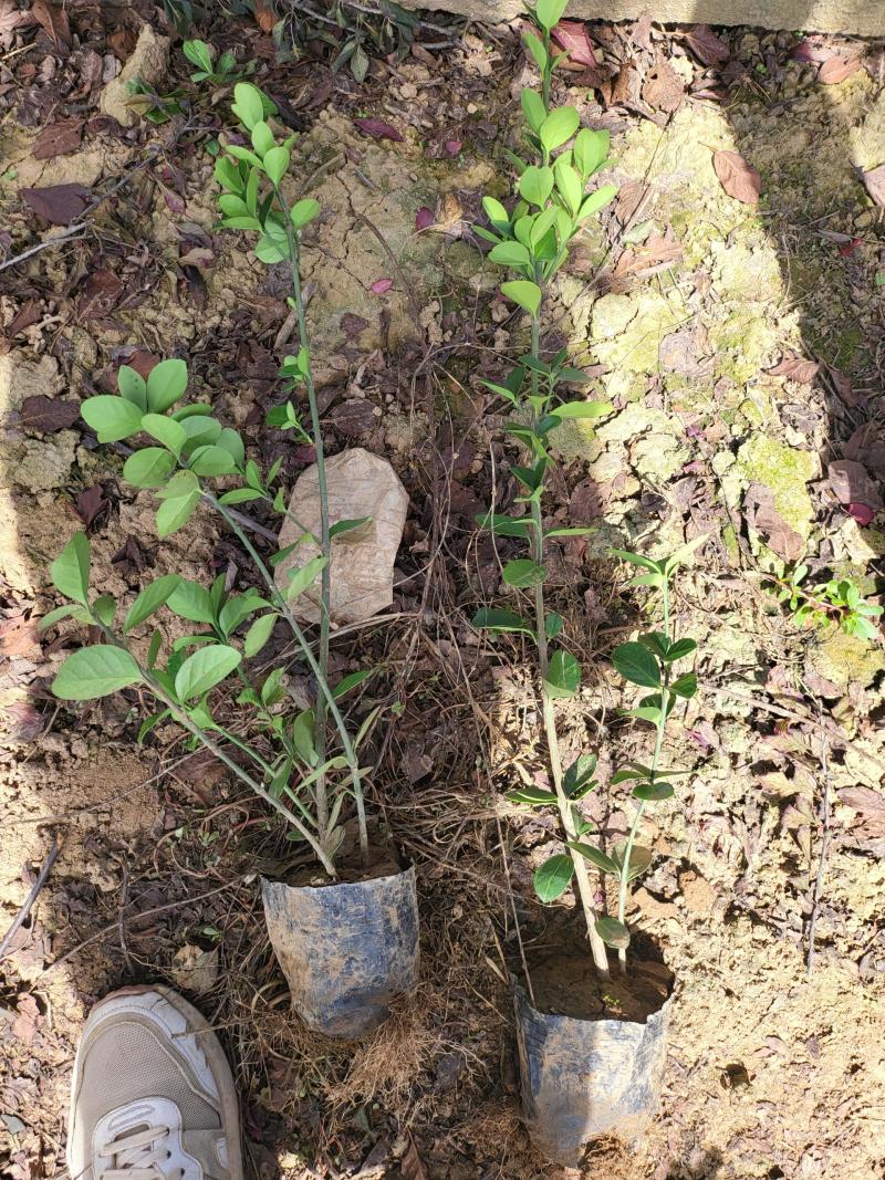 【诚信商家】大叶黄杨陕西苗圃直供规格齐全量大优惠