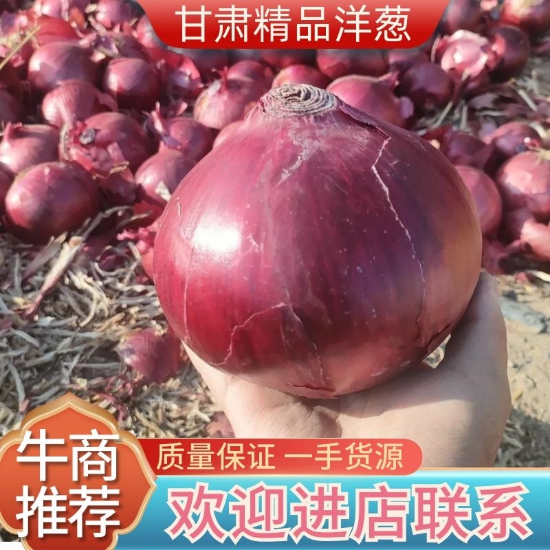 紫皮洋葱，红皮洋葱，甘肃洋葱，常年供应，对接大型批发商