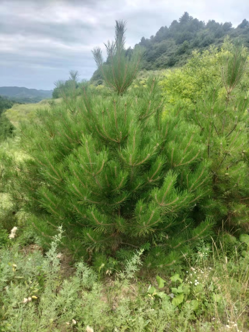 【精品】油松大量供应陕西产地直供质量保证规格齐全