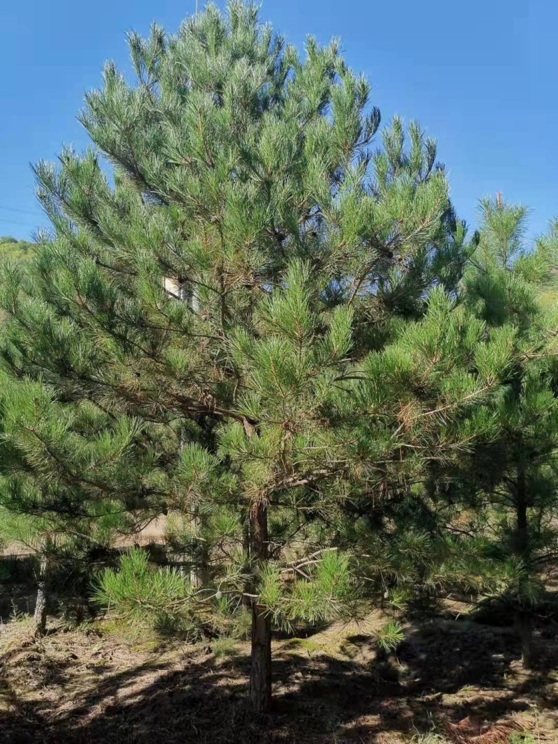 【精品】油松大量供应陕西产地直供质量保证规格齐全