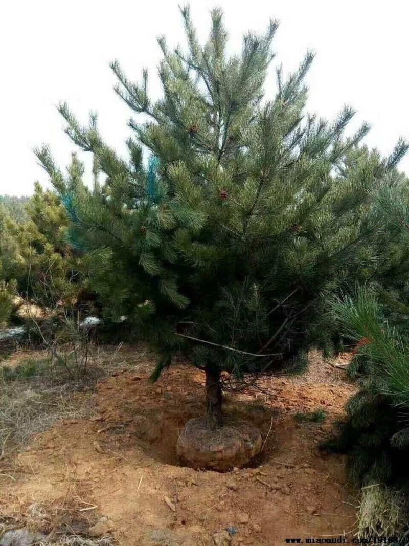 【精品】油松大量供应陕西产地直供质量保证规格齐全