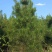 【精品】油松大量供应陕西产地直供质量保证规格齐全