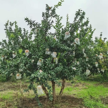 【精品】果石榴树大量供应质量保证陕西产地直发规格齐全