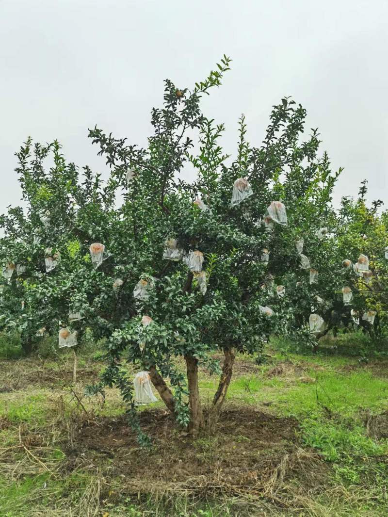 【精品】果石榴树大量供应质量保证陕西产地直发规格齐全