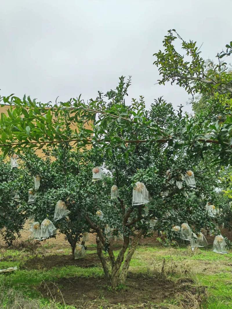 【精品】果石榴树大量供应质量保证陕西产地直发规格齐全