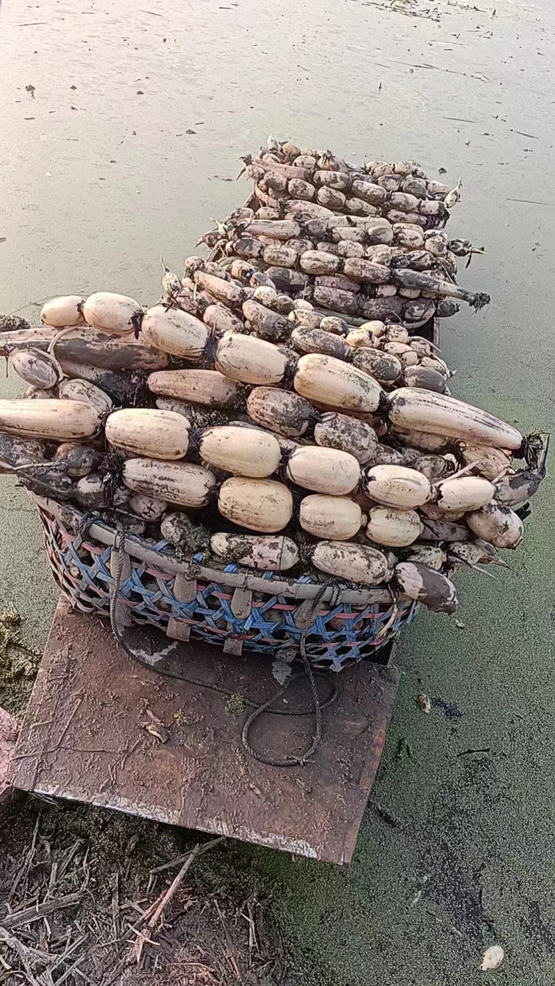 湖北塘藕千亩莲藕田藕短节货量大基地直供）