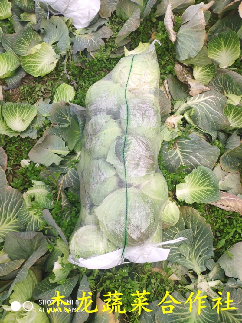 河南新野甘蓝大扁二扁牛心菜新野大葱，量大从优