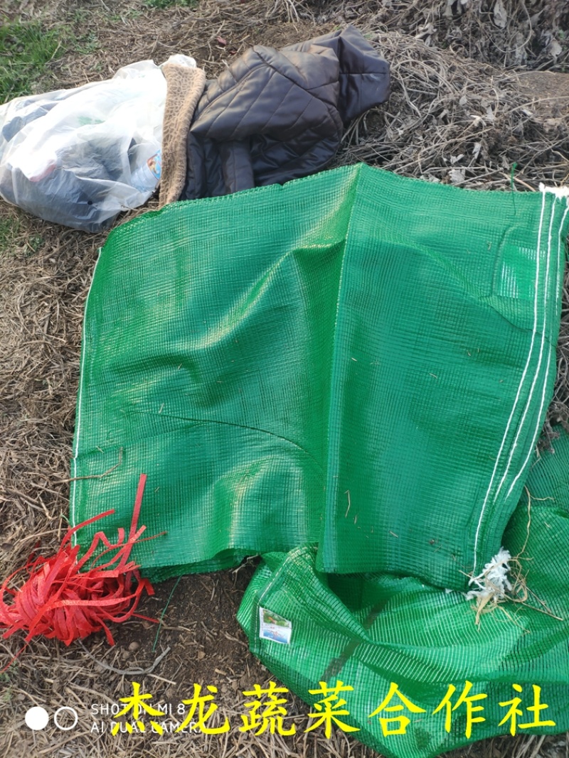 河南新野甘蓝大扁二扁牛心菜新野大葱，量大从优