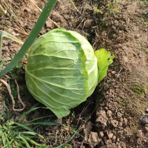 河南新野甘蓝大扁二扁牛心菜新野大葱，量大从优