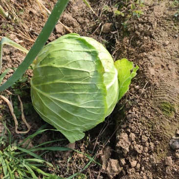 河南新野甘蓝大扁二扁牛心菜新野大葱,量大从优