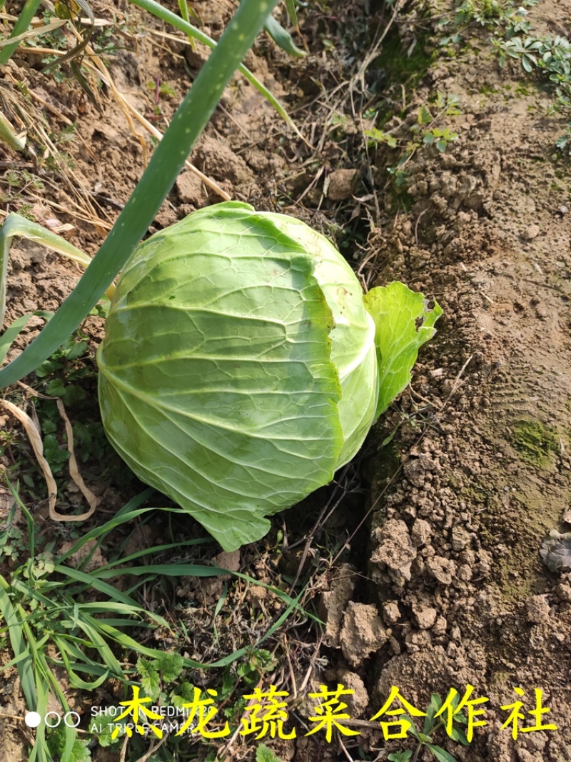 河南新野甘蓝大扁二扁牛心菜新野大葱，量大从优