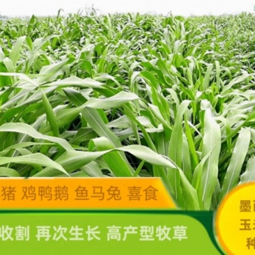 墨西哥玉米草种子四季常青优质阔叶高产营养汁多适口性好
