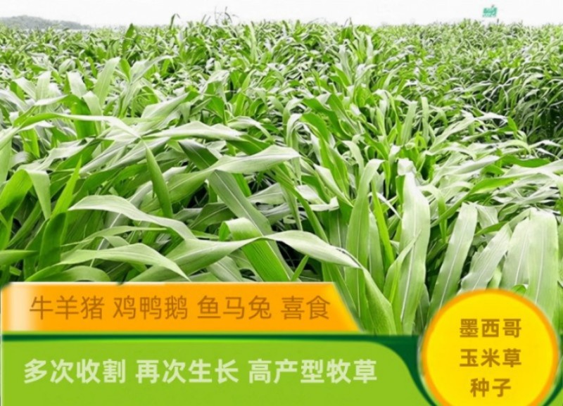 墨西哥玉米草种子四季常青优质阔叶高产营养汁多适口性好