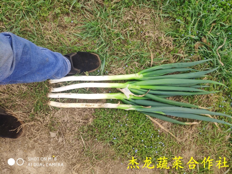 河南新野大葱武汉葱，量大从优，一天一卦，不成问题。