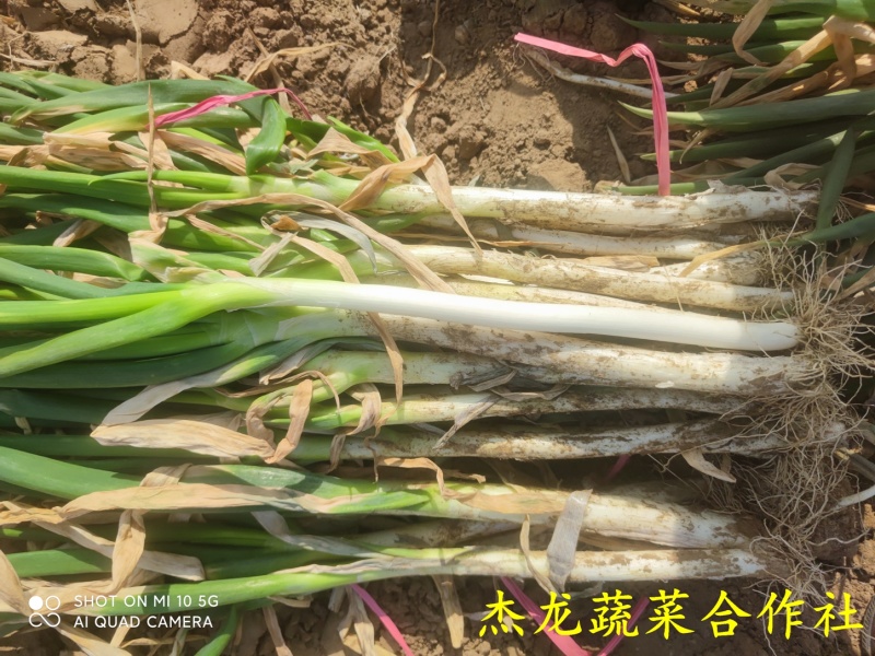 河南新野大葱武汉葱，量大从优，一天一卦，不成问题。