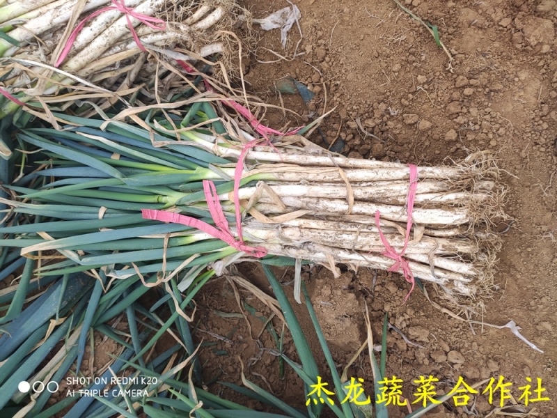 南阳大葱新野大葱每日行情。往日回看今日预测。