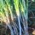 南阳大葱新野大葱每日行情。往日回看今日预测。