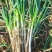 南阳大葱新野大葱每日行情。往日回看今日预测。