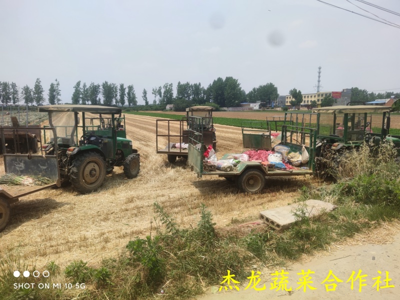 平顶山大葱适合本地市场量大从优