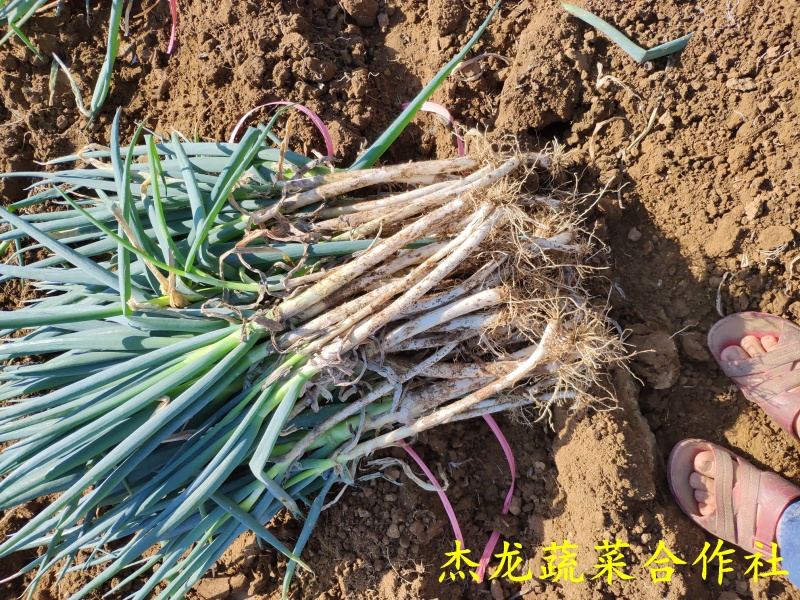 新野大葱量大从优。一天一挂不成问题，粗葱，五指葱，四指葱