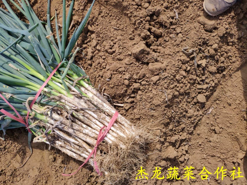 新野大葱量大从优。一天一挂不成问题，粗葱，五指葱，四指葱