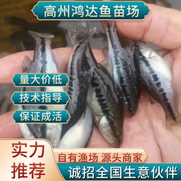 【推荐】鲈鱼苗加州鲈鱼苗优三各种规格欢迎老板上门洽谈业务
