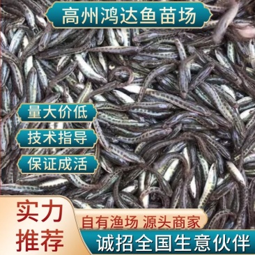 【推荐2023生鱼苗/黑鱼苗水花抗病力强超低价全国包邮