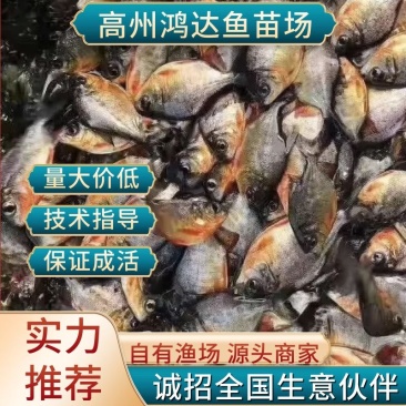 【推荐】白鲳鱼苗-红鲳鱼苗快大型抗病毒力强超低价全国包邮