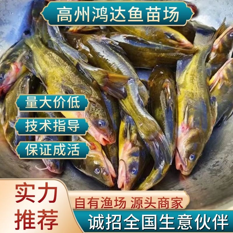 【推荐】黄骨鱼苗/杂交黄骨鱼苗黄辣丁单性超低价全国包邮